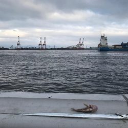 ＳＳコスモ　タチウオ調査